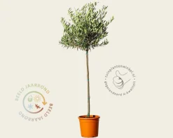 Olea europaea - 90 cm stam