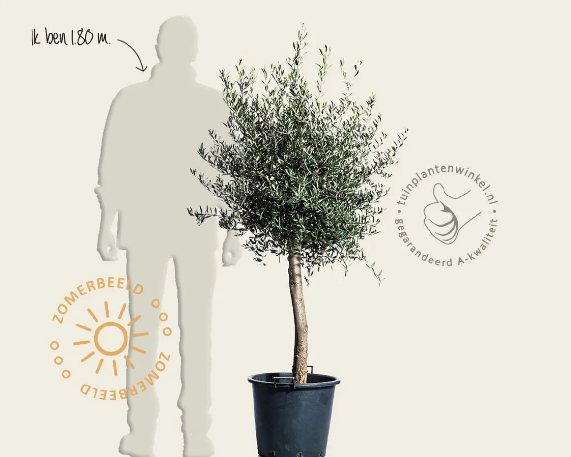 Olea europaea - gladde stam oud
