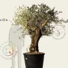 Olea europaea - kurkstam