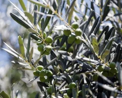 Olea europaea - kurkstam