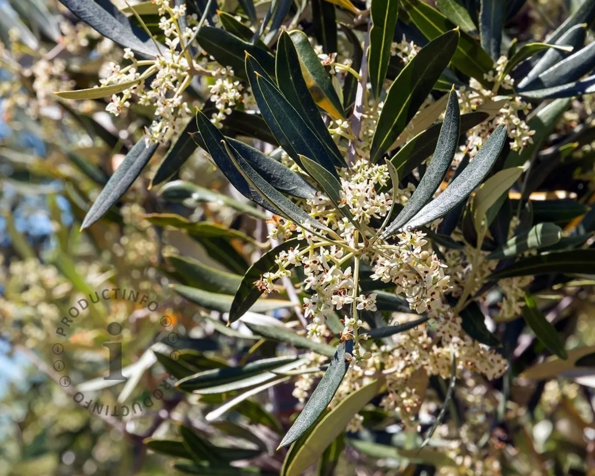 Olea europaea - mini stam