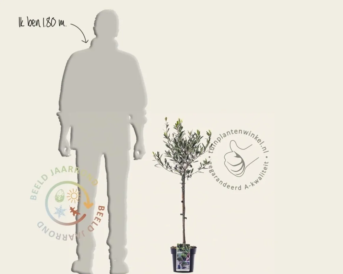 Olea europaea - mini stam