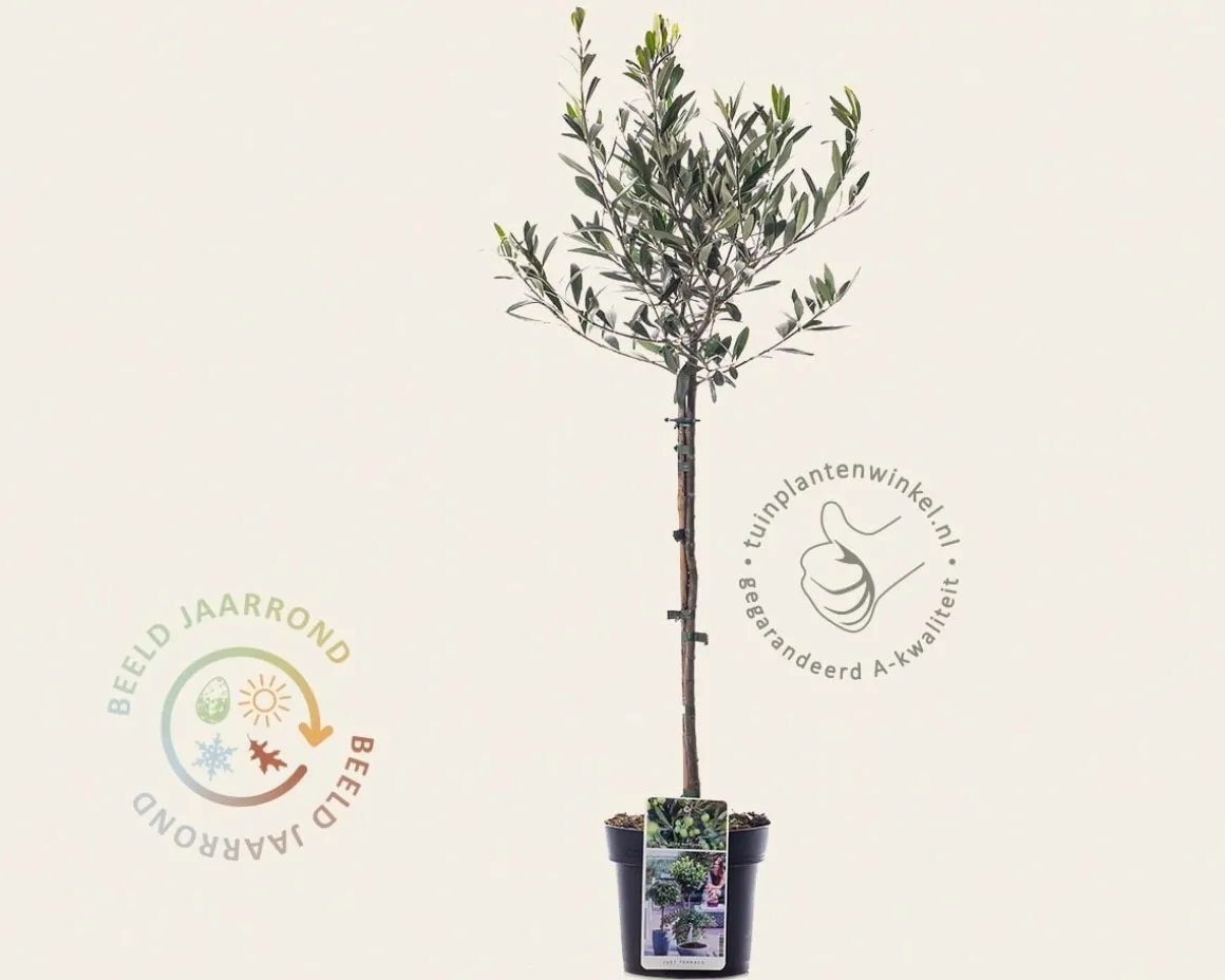 Olea europaea - mini stam