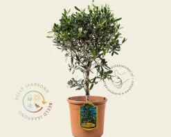 Olea europaea - struikmodel
