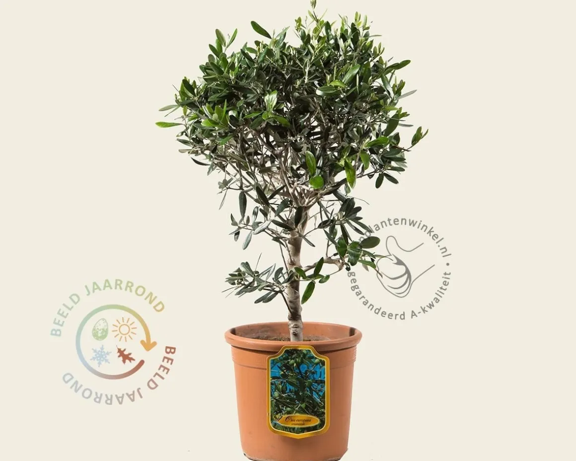 Olea europaea - struikmodel