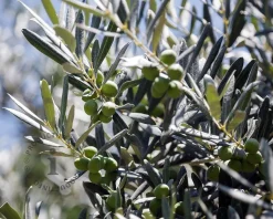Olea europaea - struikmodel