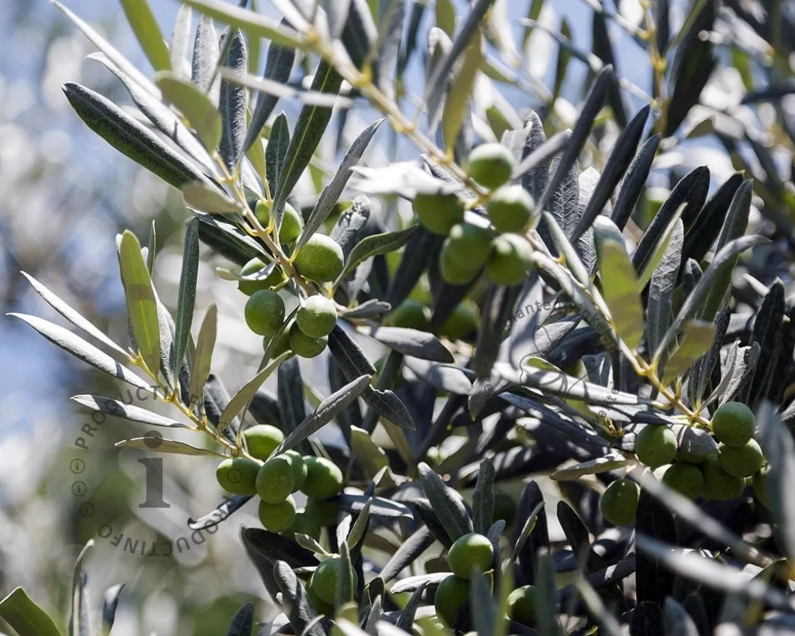 Olea europaea - struikmodel