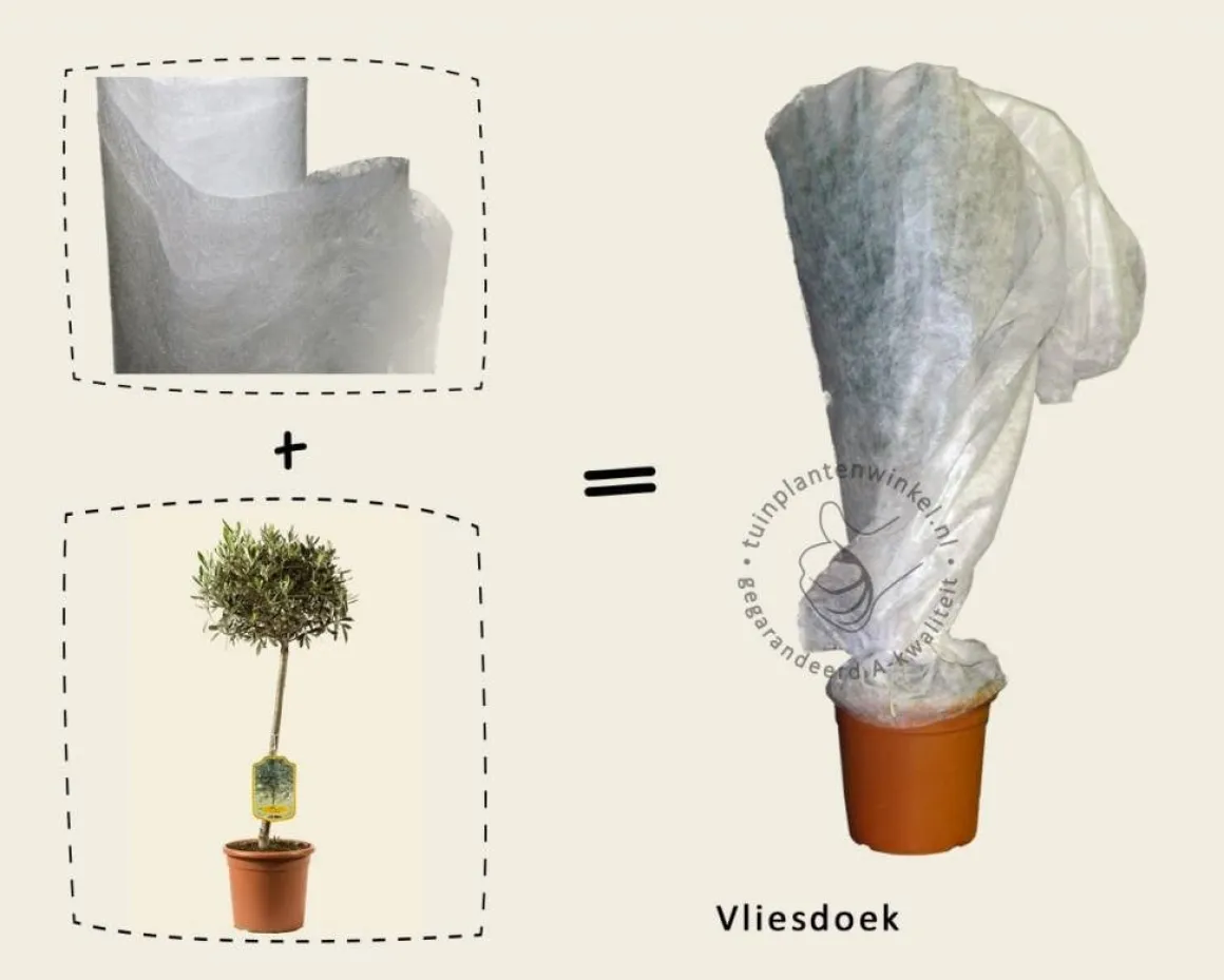 Olea europaea - struikmodel