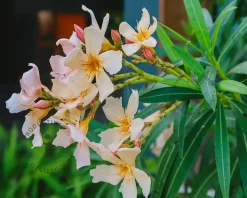 Oleander geel