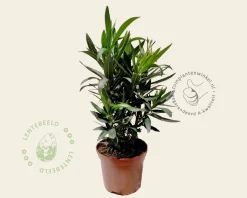 Oleander geel