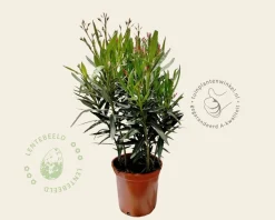 Oleander geel