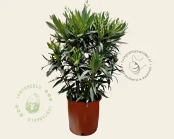 Oleander rood