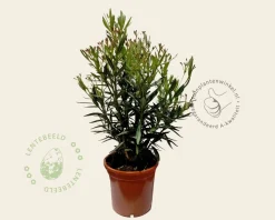 Oleander roze