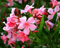 Oleander roze