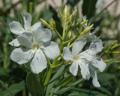 Oleander wit