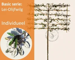 Olijfwilg leiboom - Rek 180x110 cm