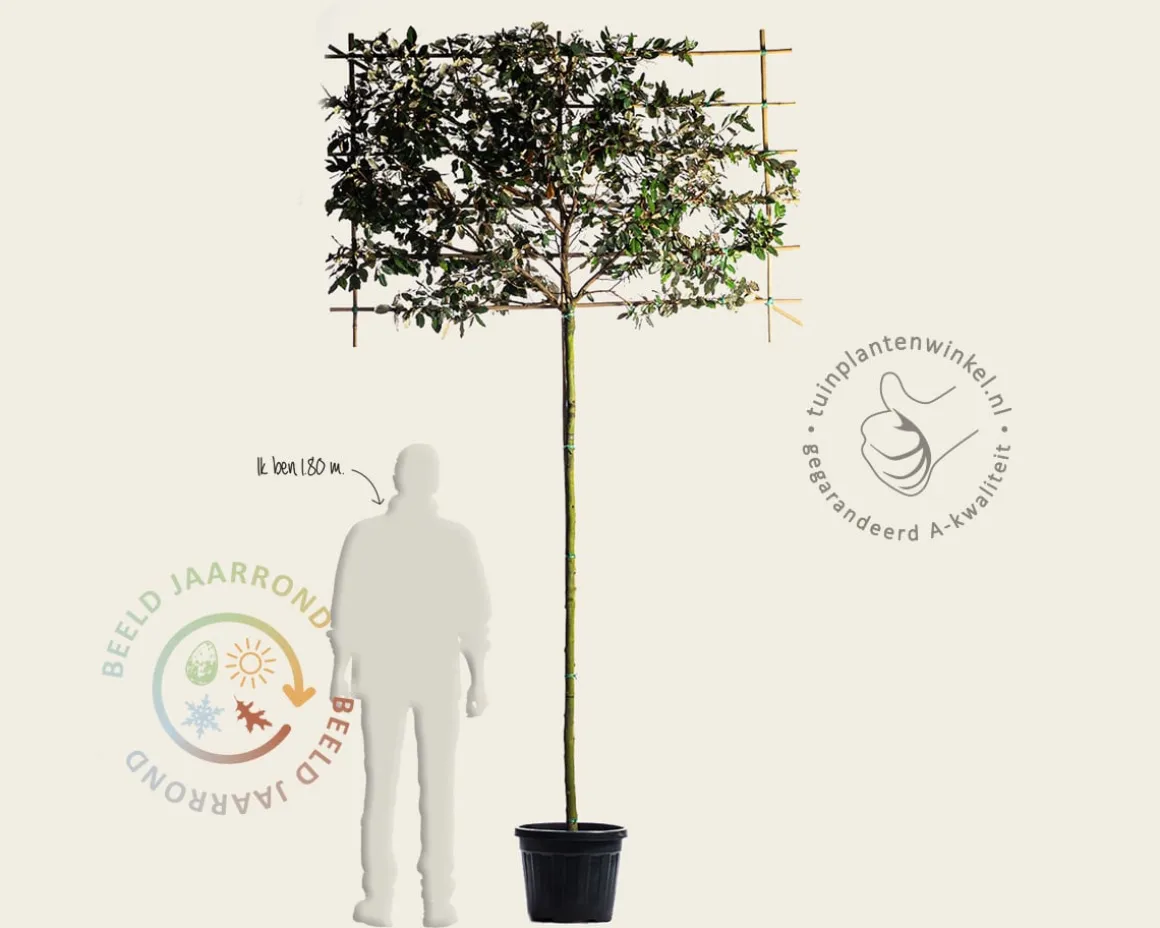 Olijfwilg leiboom - Rek 180x110 cm