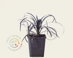 Ophiopogon planiscapus 'Niger'