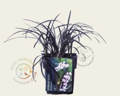 Ophiopogon planiscapus 'Niger'