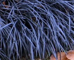 Ophiopogon planiscapus 'Niger'