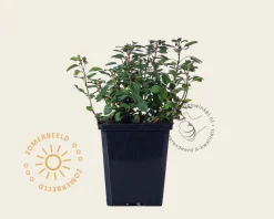 Origanum laevigatum 'Herrenhausen'