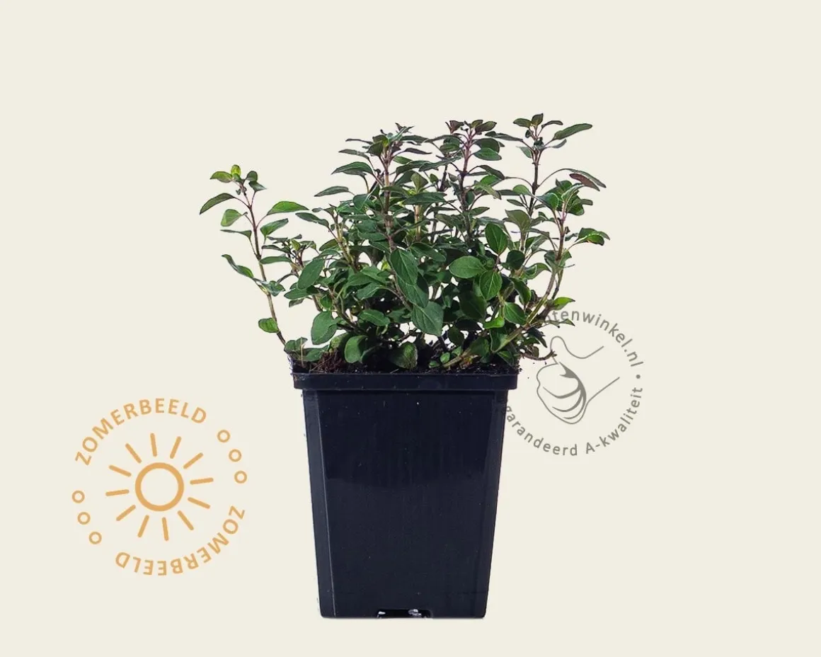 Origanum laevigatum 'Herrenhausen'