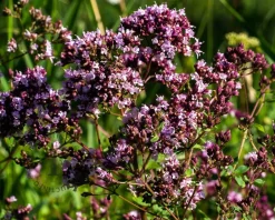 Origanum laevigatum 'Herrenhausen'