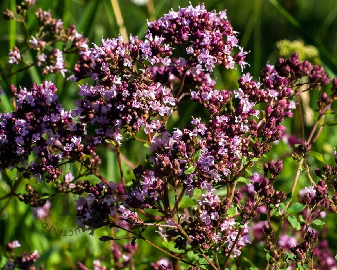 Origanum laevigatum 'Herrenhausen'