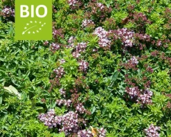 Origanum vulgare 'Compactum' Puur
