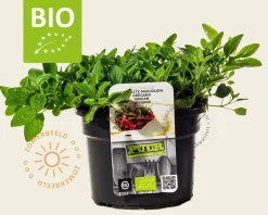 Origanum vulgare 'Compactum' Puur