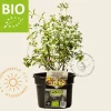 Origanum vulgare Puur