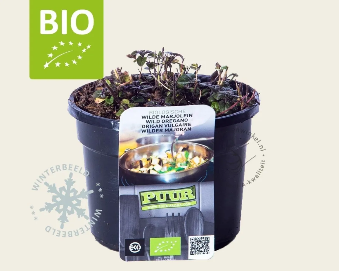 Origanum vulgare Puur