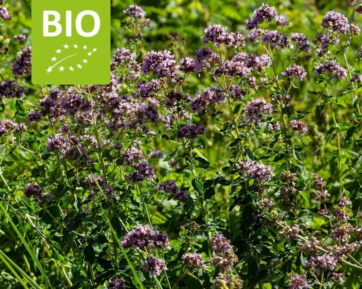 Origanum vulgare Puur