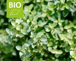 Origanum vulgare Puur