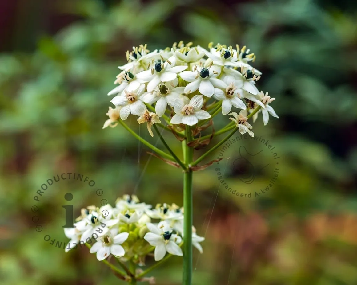 Ornithogalum saundersiae
