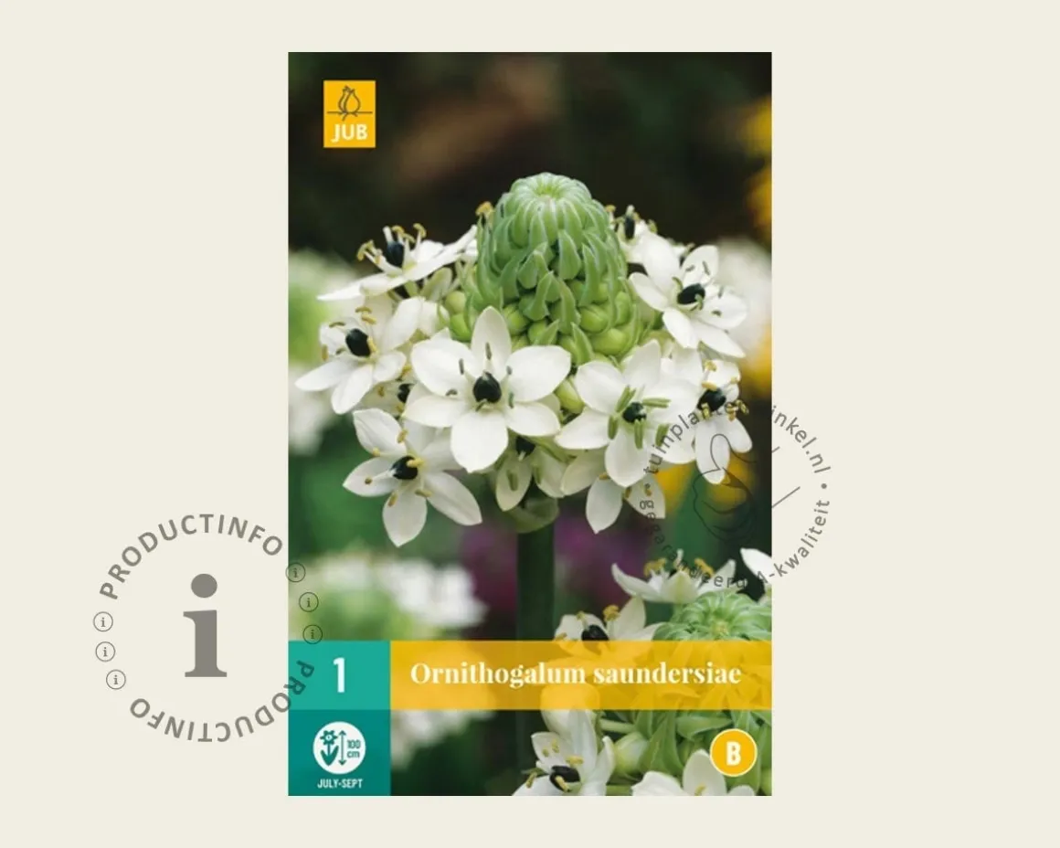 Ornithogalum saundersiae