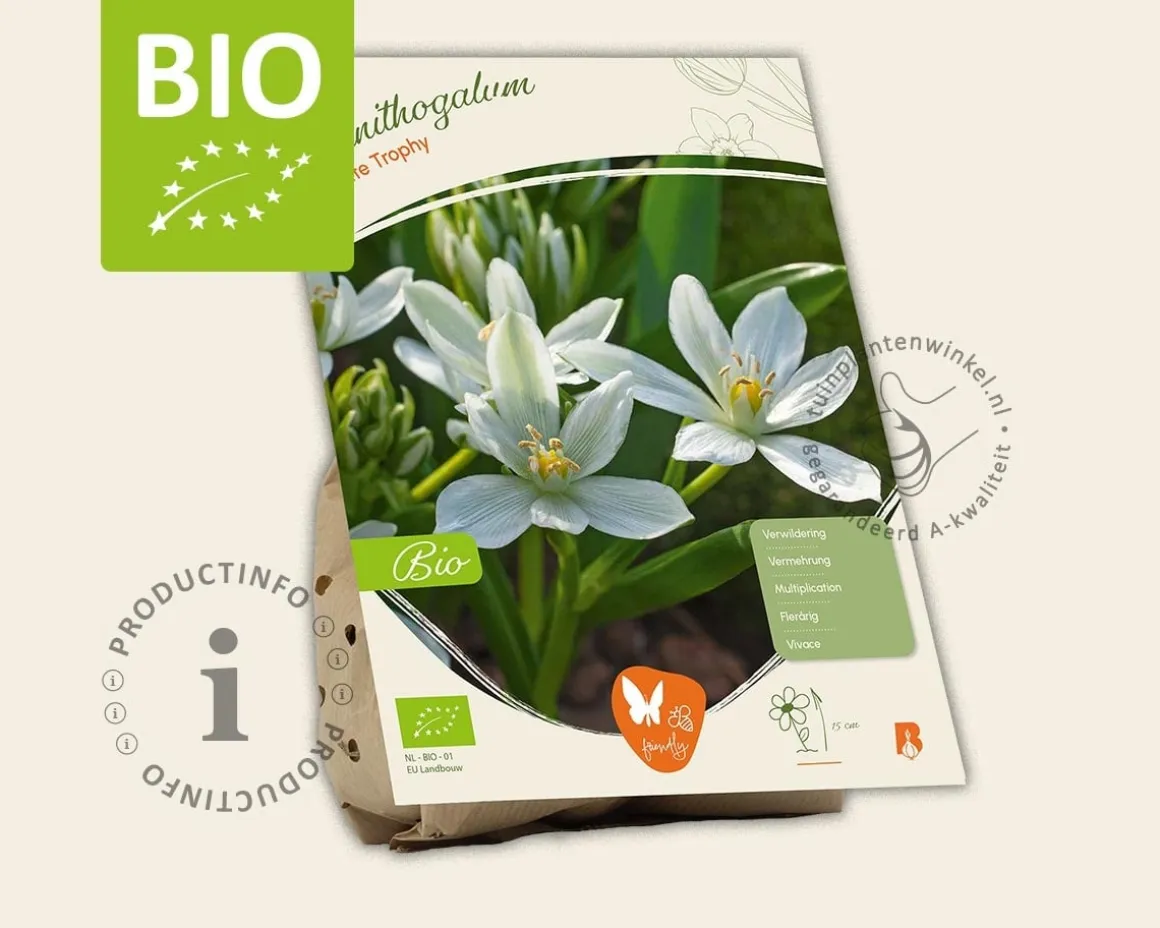 Ornithogalum 'White Trophy' - BIO