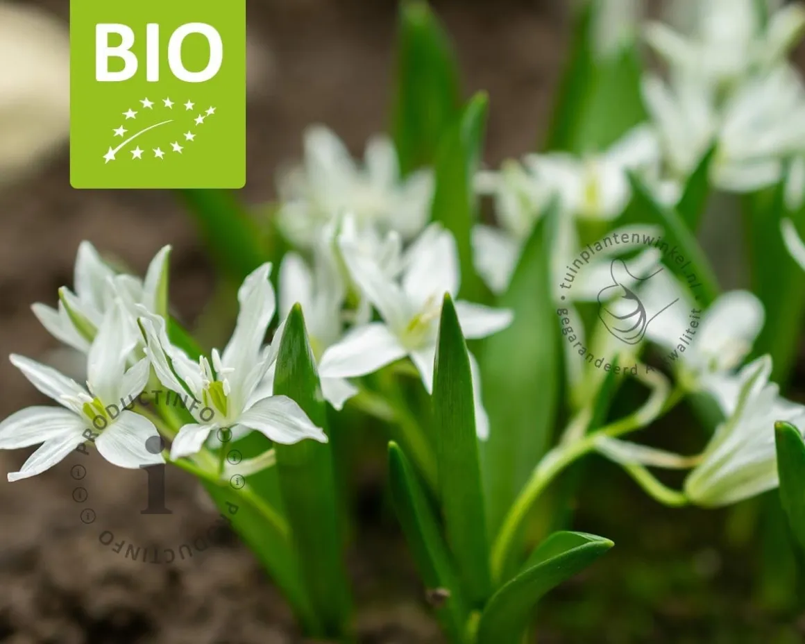 Ornithogalum 'White Trophy' - BIO