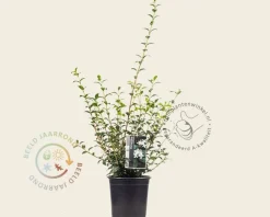 Osmanthus burkwoodii - in pot