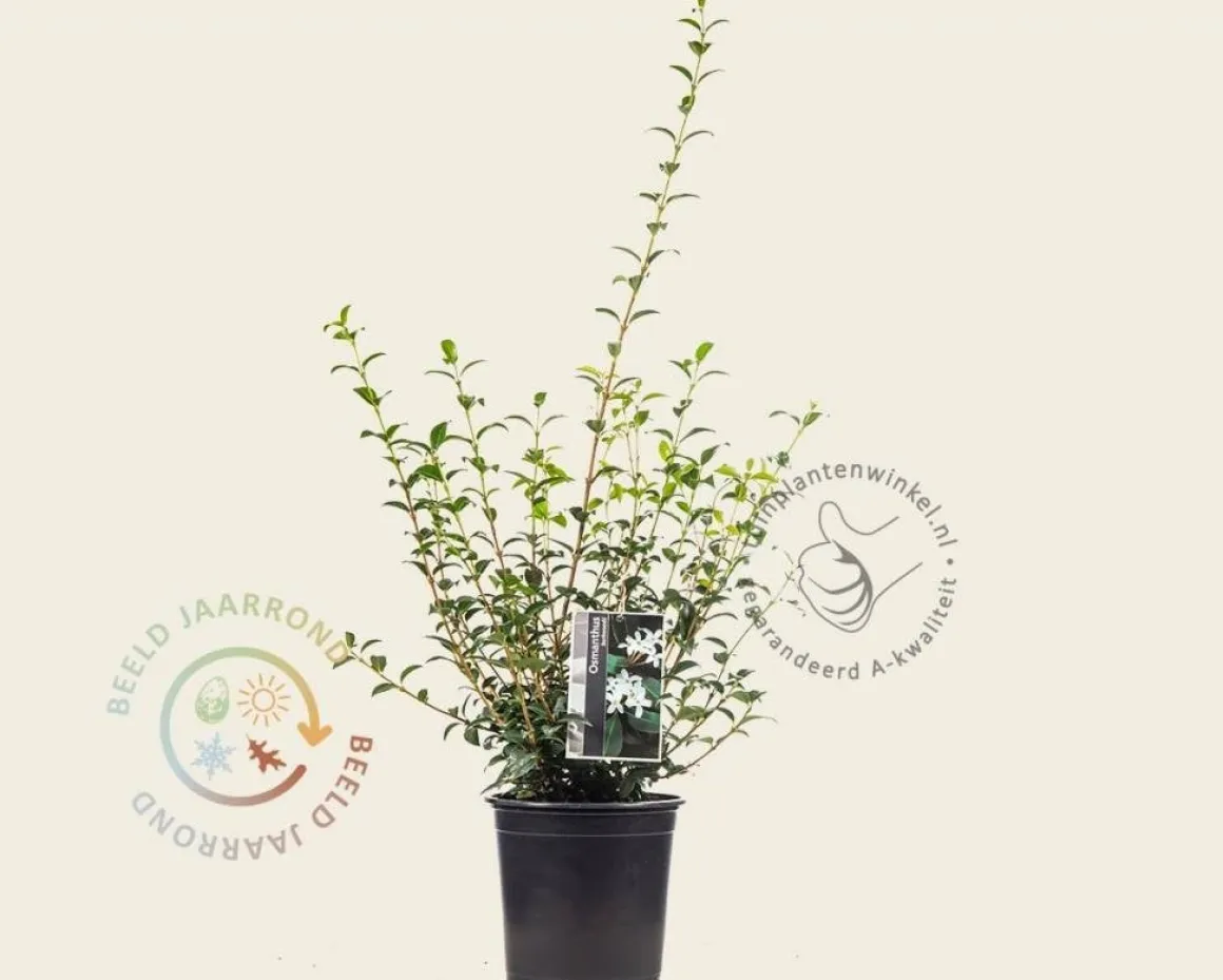 Osmanthus burkwoodii - in pot