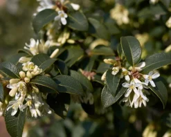Osmanthus burkwoodii - in pot