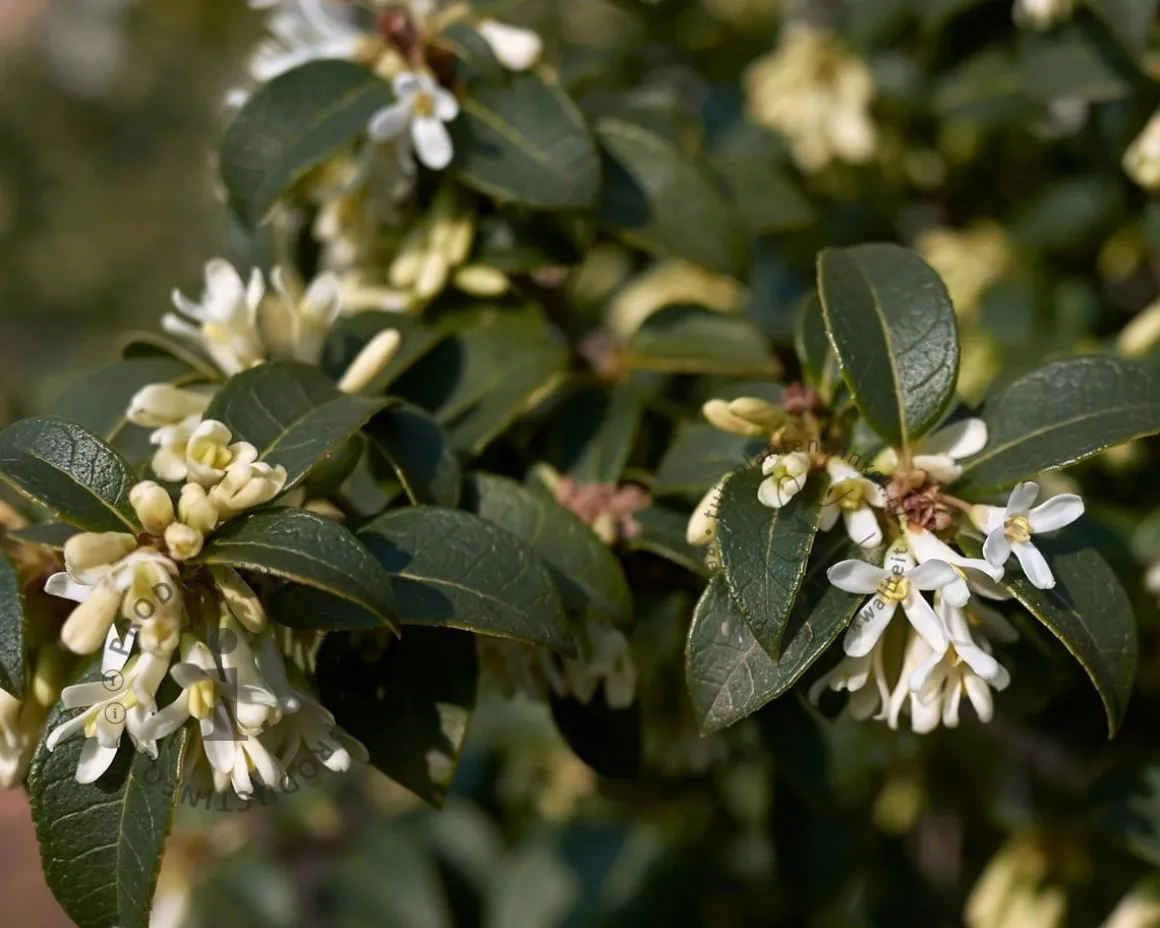 Osmanthus burkwoodii - in pot