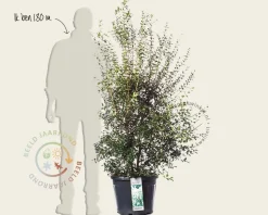Osmanthus burkwoodii - in pot