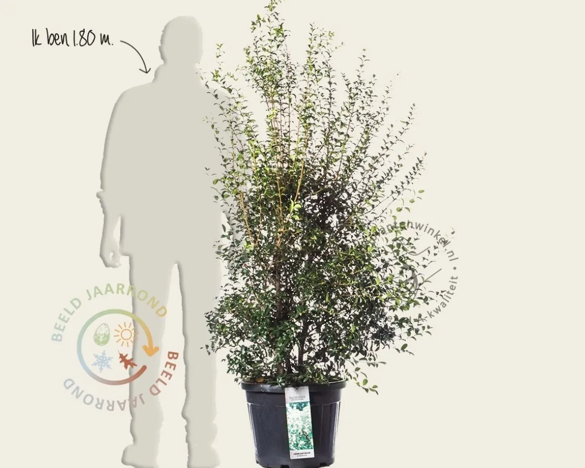 Osmanthus burkwoodii - in pot