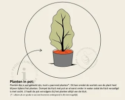 Osmanthus burkwoodii - in pot
