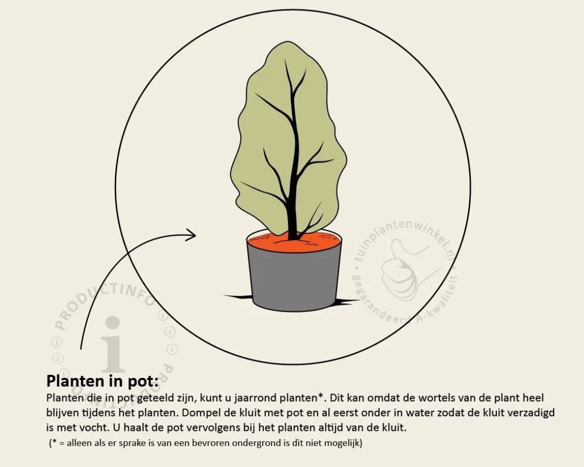 Osmanthus burkwoodii - in pot