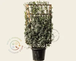 Osmanthus burkwoodii - In rek 070x120 cm
