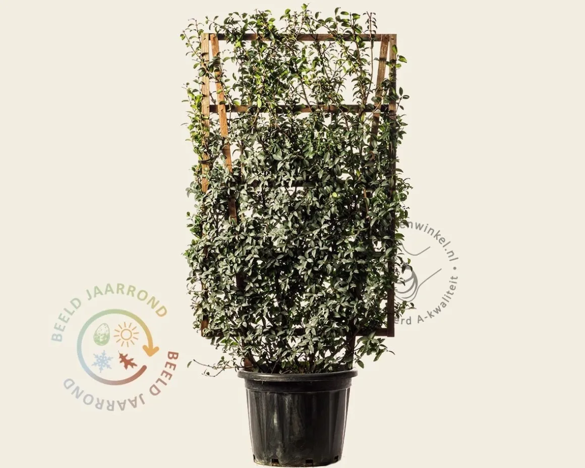Osmanthus burkwoodii - In rek 070x120 cm