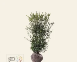 Osmanthus burkwoodii - kluit