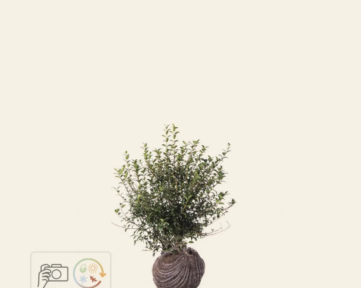 Osmanthus burkwoodii - kluit